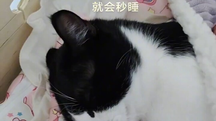 天使小猫，到点了上床就会秒睡