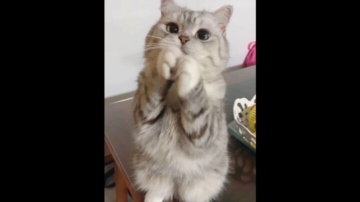 หมูตัวนี้ทำท่าทางแบบนี้เพียงแค่เพราะหญ้าหมูต้นเดียวเนี่ยนะ!!!