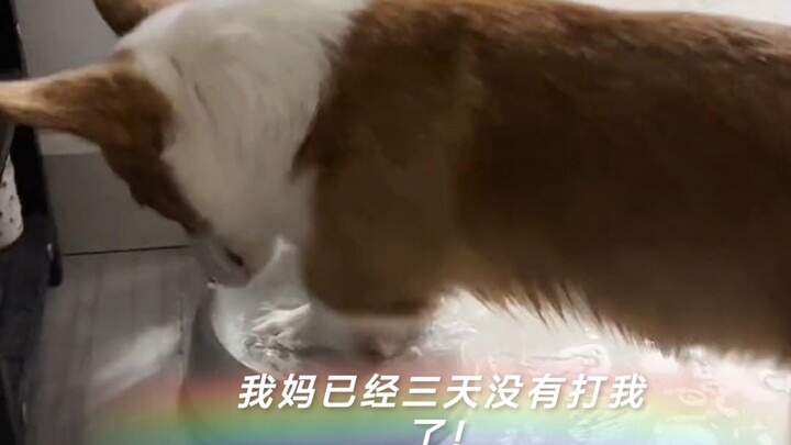 โคกี้: น้องหมาน้อยกินข้าวต้องล้างมือ!