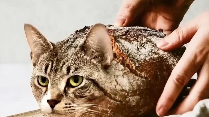 Kiểm tra bánh mì