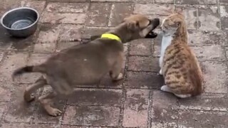 猫：你除了弄我一身口水 啥也做不到