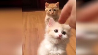 Cute Cat Videos Compilation