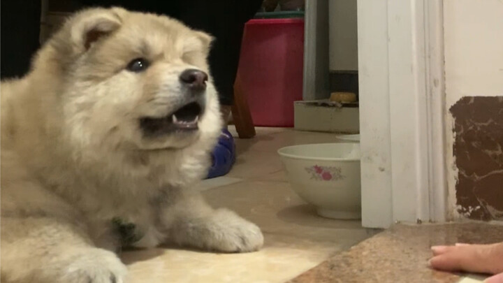 Bạn cứ yên tâm tin vào sự tuyển chọn khắt khe của ông bà ta! Chó cỏ Trung Quốc thông minh quá đi thô