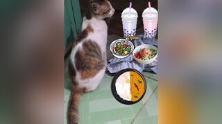 Thèm trà sữa bún đâu cơn sườn cat yeuchomeo meo foryou tympass meocute meosaohoa meowmeow yeumeo