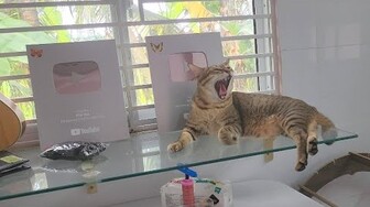 Kênh mèo ta thành công đầu tiên của Youtube từng ăn khá nhiều gạch đá