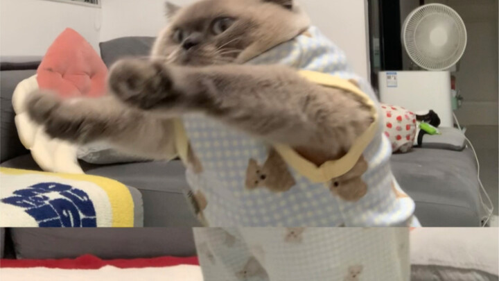 استيقظت بقوة! شفت الهرة بتارحّل لوحدها…