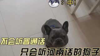 Không hiểu tiếng Quan Thoại, nhưng lại hiểu được tiếng địa phương Hà Nam ngay lập tức? Chó: Tôi muốn