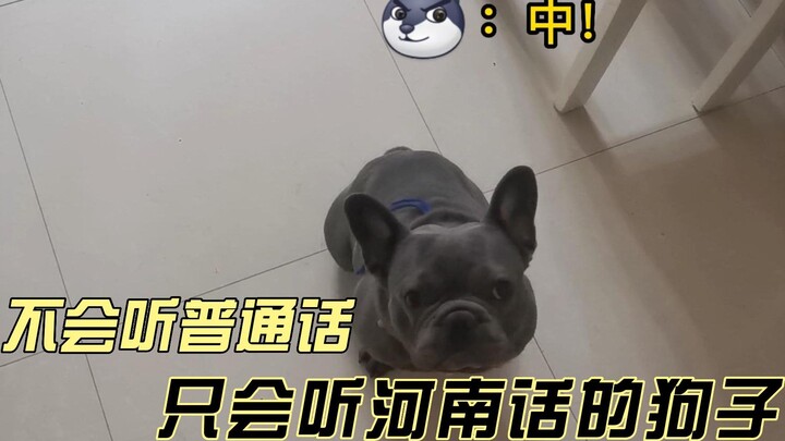 Tidak bisa mengerti bahasa Mandarin, tapi langsung bisa mengerti dialek Henan? Anjing: Aku mau rasa 