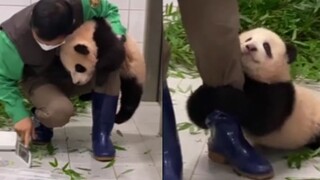400万人围观！旅韩大熊猫宝宝撒娇，抱住饲养员不松腿