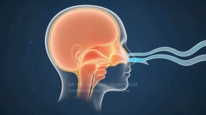 3D Animation: How the Human Nose and Sinuses Work? | Medical Explained