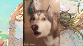 CUTE PET #น่ารัก&ตลก #5555+