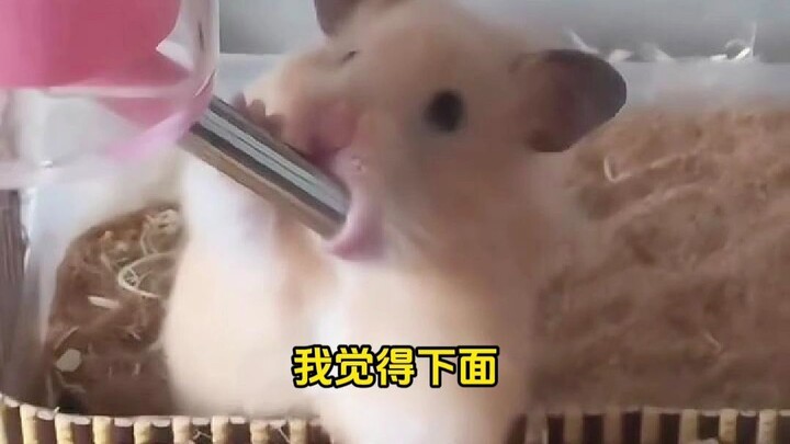 Evaluating Popular Online Videos About Raising Mice~