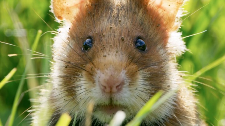 Hamster perut hitam: Jangan ganggu aku, kalau aku melompat nanti aku garuk-garuk lututmu!