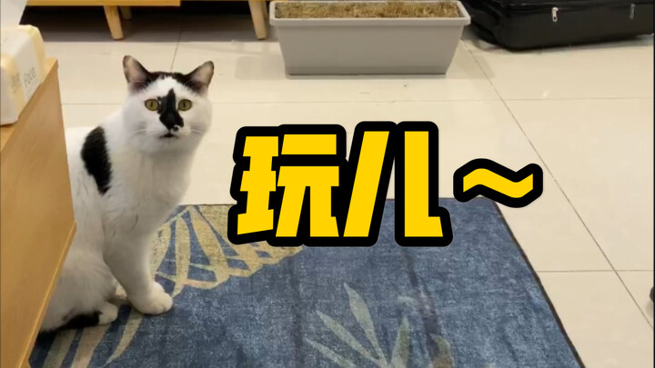 没有人想跟小乖玩儿