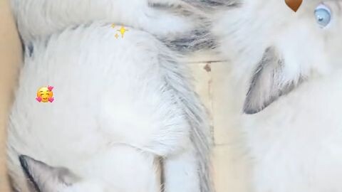 cats