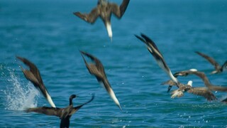 Gerakan terbang burung laut yang menyerupai ledakan di Perang Dunia Kedua, sungguh kejam tetapi luar biasa!