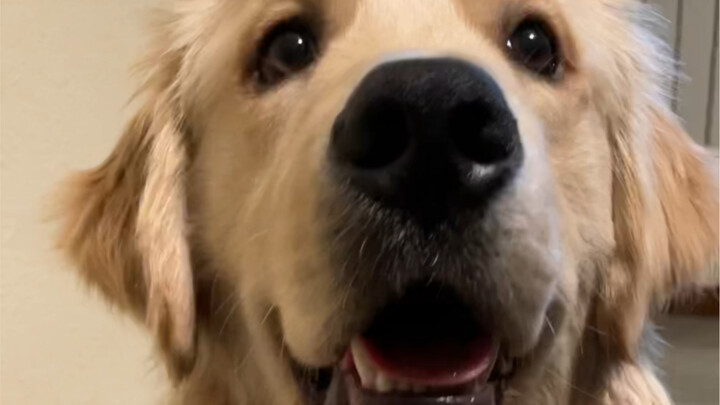 Làm thế nào để chó yêu thích uống nước ngay lập tức?