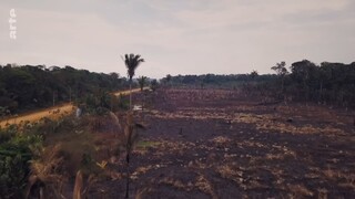 Planter à tout prix - Des arbres pour sauver la planète ?