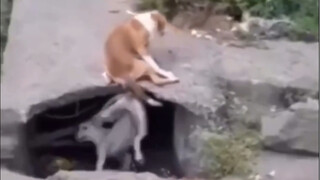 Cinta lebih kuat dari emas, tapi si anjing