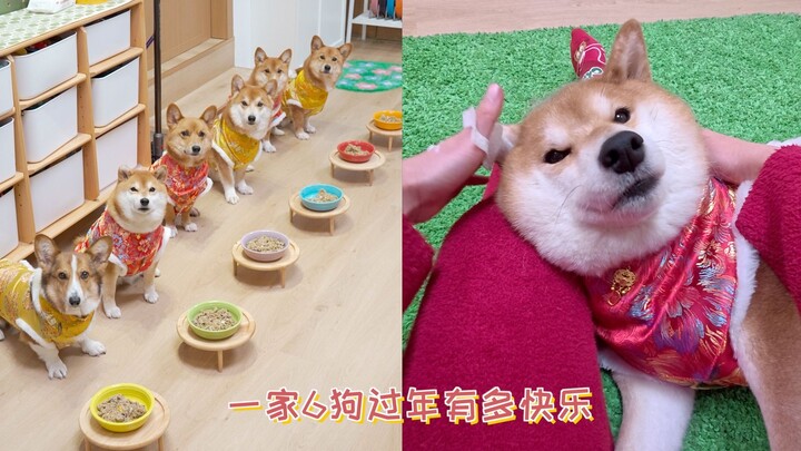 Betapa bahagianya sebuah keluarga dengan 6 ekor anjing saat merayakan Tahun Baru?