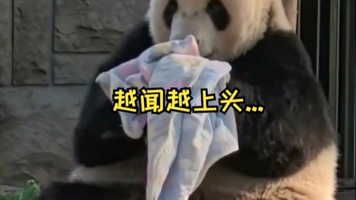 Meng’er seriously sniffed its little blanket, then licked it 😂