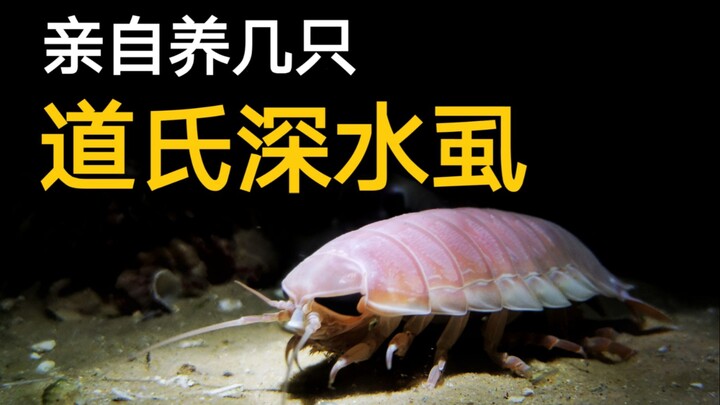 【Puff’s Deep-Sea Project】This college wish has finally come true!