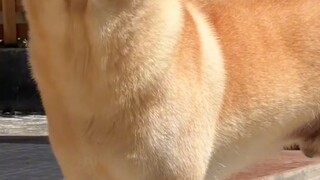 Bẩm sinh đã mang gen của kẻ mạnh, chó nhà quê bản địa không cần bất kỳ tổ chức nước ngoài nào công n