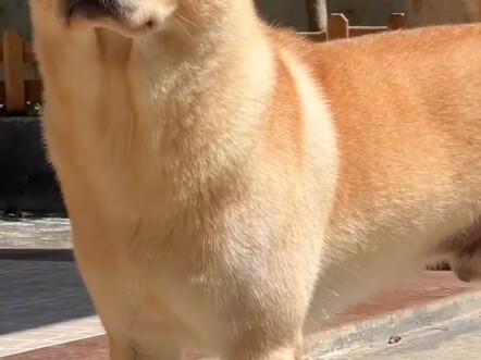 Bẩm sinh đã mang gen của kẻ mạnh, chó nhà quê bản địa không cần bất kỳ tổ chức nước ngoài nào công n