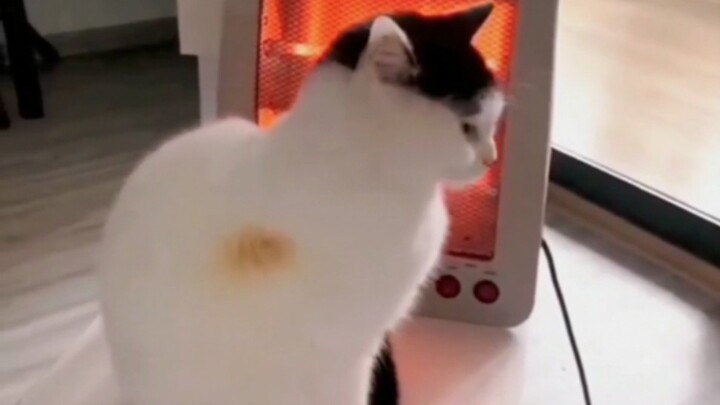 Mèo: Cháy là cháy lông, liên quan gì đến tôi?