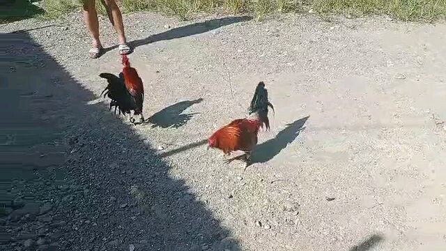 stag vs bullstag