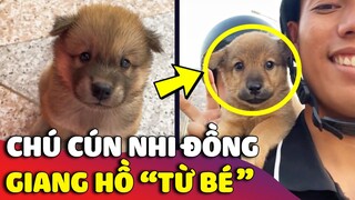 Chú cún nhi đồng với tính cách 'GIANG HỒ TỪ BÉ' khiến con Sen bất lực 😅 | Gâu Đần