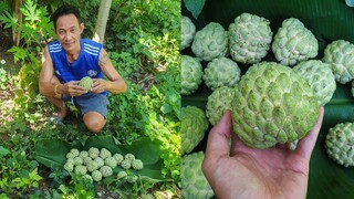 เก็บน้อยหน่าสดๆ จากต้นหลังบ้าน วิธีบ่มน้อยหน่าให้สุกง่ายๆ Thai Fruit Custard Apple - Mai's Kitchen