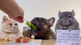 [Mèo cưng] Chú cún nhỏ có tâm tư gì xấu đây? Chỉ là không ăn rau thôi