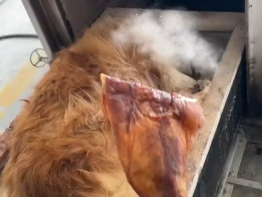 Methods for Sparking Large Dogs