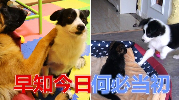 الراعي الألماني: لكل سبب نتيجة، وثأر الراعي الباسكي هو أنا، ثمانية أشهر تكفي تمامًا.