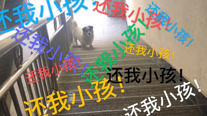 What Drives This Fierce Mom Dog to Bang on a Stranger’s Door in the Middle of the Night?