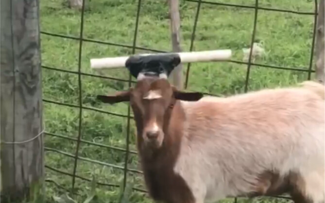 [Gege] To prevent the goat from sticking its head out of the fence, the older brother came up with a