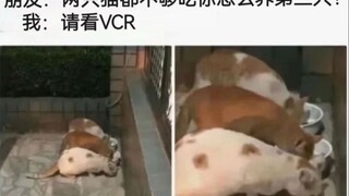 "两只猫你都养不起，怎么养三只猫？”