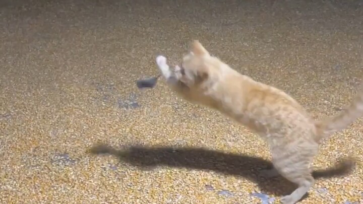 三脚猫凭实力悍卫玉米！