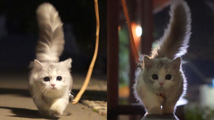 I suspect my cat is an owl.