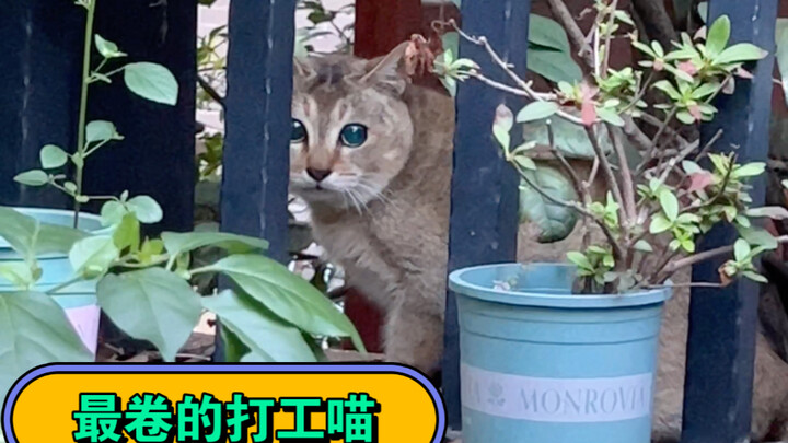 Turns out Sister Mei is the ultimate overachieving “office cat”!