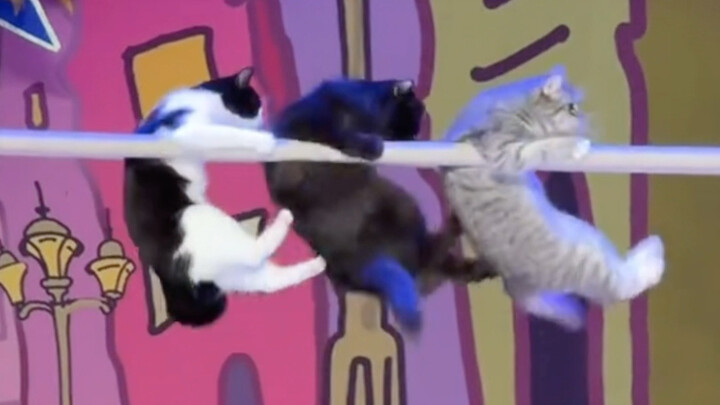 后面的小猫：快点快点