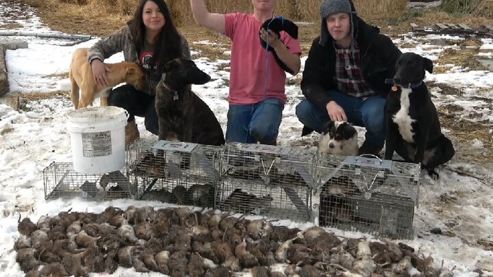 150 Rats Caught By My Mink and Dogs