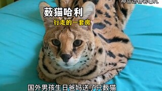 Although the caracal looks cute, resembling a little leopard, it's actually very cunning and sly.