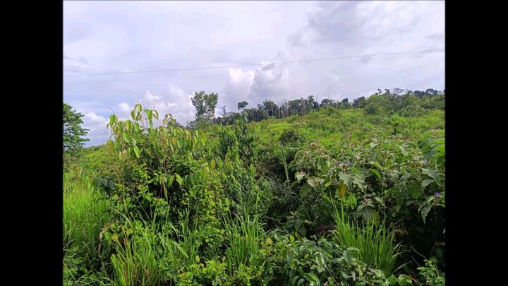 FAZENDA A VENDA cmc