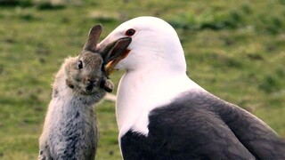 A Gull Bird Rips A Rabbit Apart, Battle For Food.