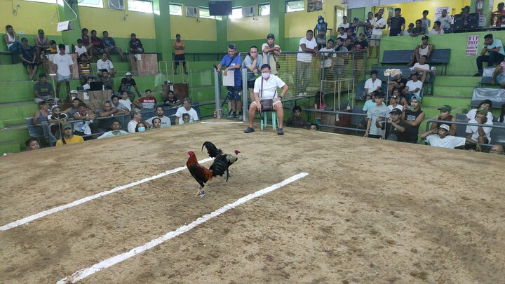 Manok namin na Sumilat sa Pa Champion na Kalaban🔥