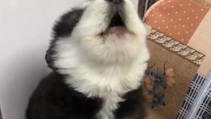 دليل شامل للجِراء اللطيفة