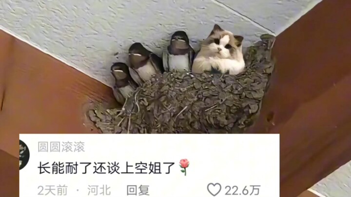 هل قطتك الصغيرة تفعل هذا أيضًا؟