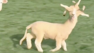 When you can't sleep, count sheep.